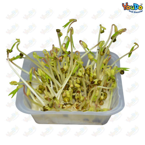 Study Of Seed Germination Youdo Biology Products