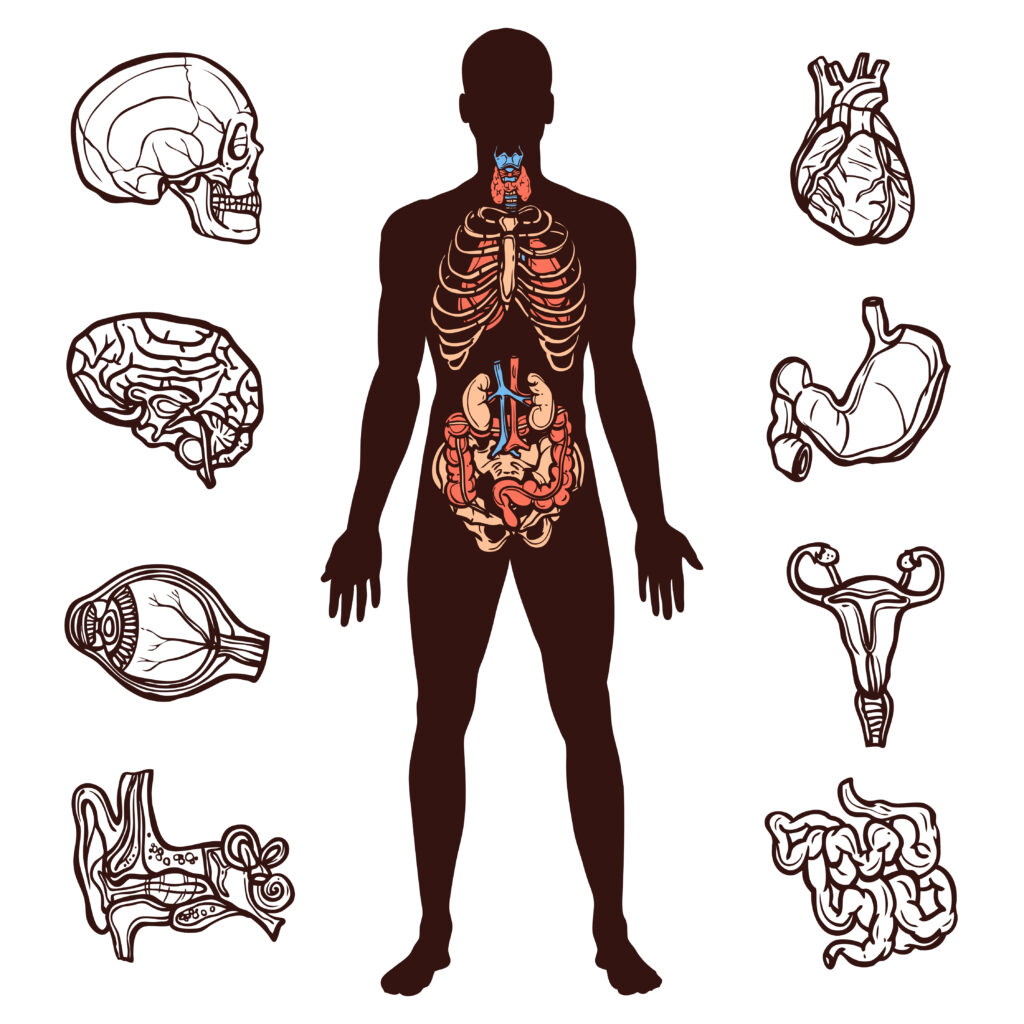 Human Anatomy Physiology